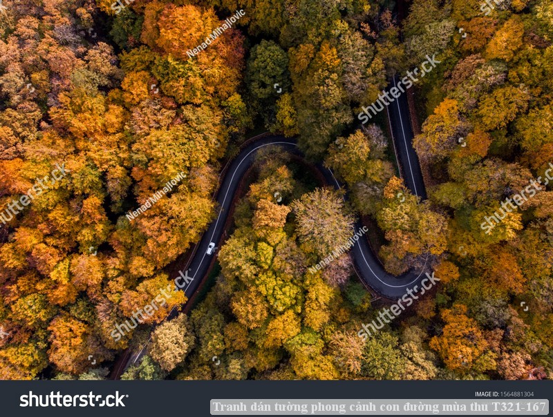 Tranh dán tường phong cảnh con đường mùa thu T321-167